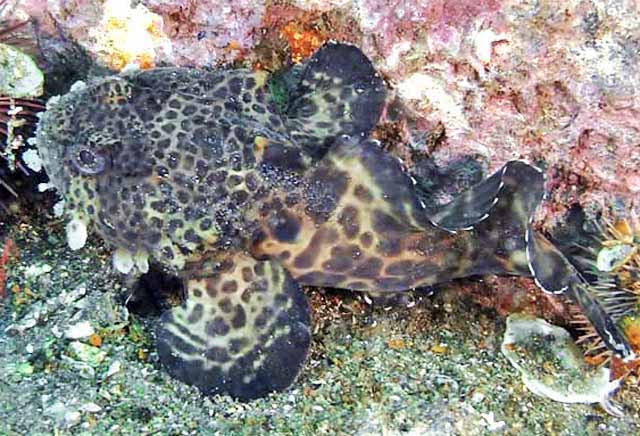 Leopard Toadfish